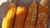 Vitamin A-enriched orange maize is a possible new weapon in the fight against malnutrition among the world's poor.