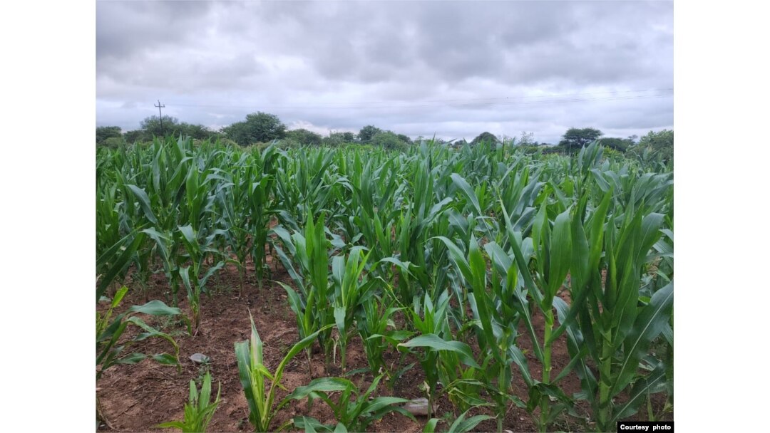 Abalimi bakhala ngenhlavane leminye imihogoyi.
