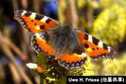 Nymphalis urticae (butterfly)
