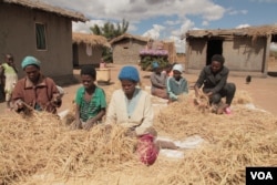 People from surrounding villages flock to Rose Farm for a paid day of labor preparing rice for drying. (L. Masina/VOA)