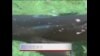 到沙漠里潜水