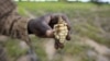 Zimbabwe Appeals for Funding to Avert Food Shortages