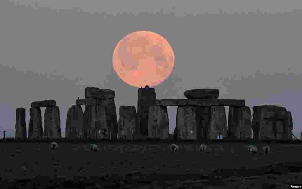 Sheep graze as the full moon, known as the "Super Pink Moon", sets behind Stonehenge stone circle near Amesbury, Britain.