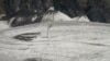 图为中国云南省玉龙雪山的白水1号冰川。由于气候变化，该冰川是世界上融化速度最快的冰川之一。（2018年9月22日）