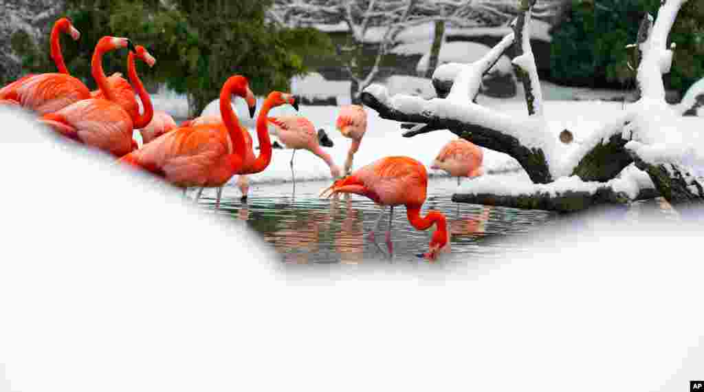 Burung-burung Flamingos berdiri di kolam yang tertutup salju di Kebun Binatang Hagenbeck di Hamburg, Jerman.