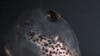 Tadpole of X. tropicalis