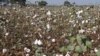 Farmers Benefit from Insect-Killing Cotton