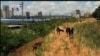 Kambing Jadi Pembersih Taman yang Ramah Lingkungan