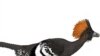 Reconstruction of the plumage color of the Jurassic troodontid Anchiornis huxleyi.
[Image courtesy of Michael A. Digiorgio]