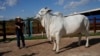 Brazilian Ranchers: World’s Costliest Cow Is ‘The Best’
