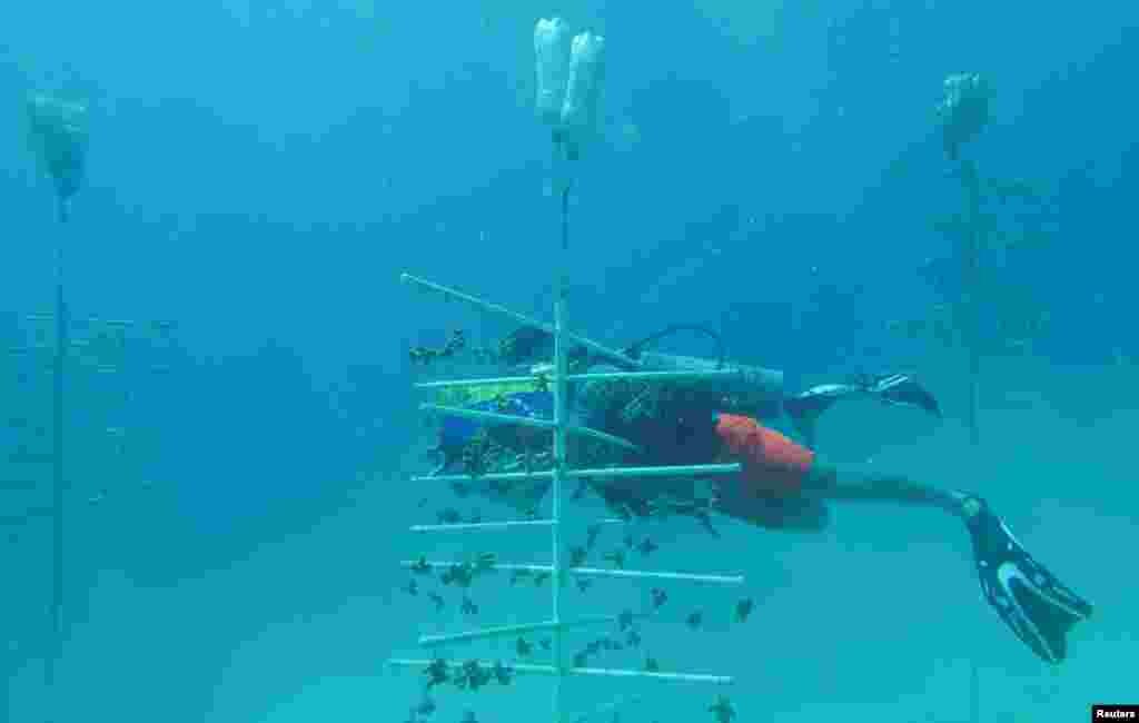 La fundación lleva dos años desarrollando las granjas de coral. El proyecto cuenta con el apoyo del gobierno de Venezuela a través del Ministerio de Ecosocialismo.