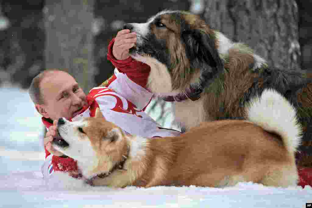 Presiden Rusia Vladimir Putin bermain dengan dua ekor anjing kesayangannya, Yume (depan) dan Buffy, di lokasi yang dirahasiakan di Moskow.