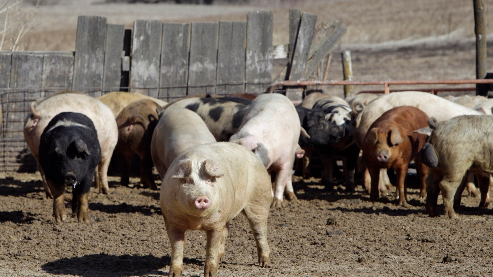 FILE - Pigs roam a farm in Clear Lake, Iowa. Organs from pigs and other animals may someday be transplanted into humans.
