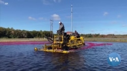 As Cranberry Prices Dive, Farmers Look to the Sun 