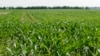 Researchers: Bacteria Could Help Reduce 'Greenhouse' Gas 