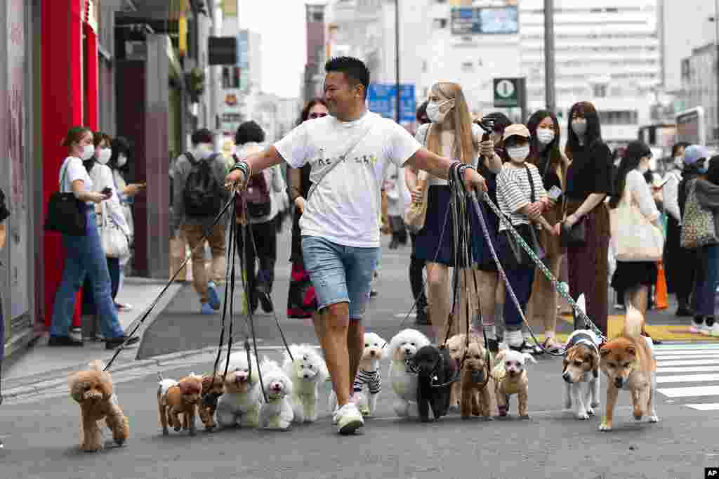 Professional dog walker Nobuaki Moribe leads his clients&#39; pets across an intersection in Tokyo.