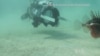 Technology: Robot Fighting Invasive Species