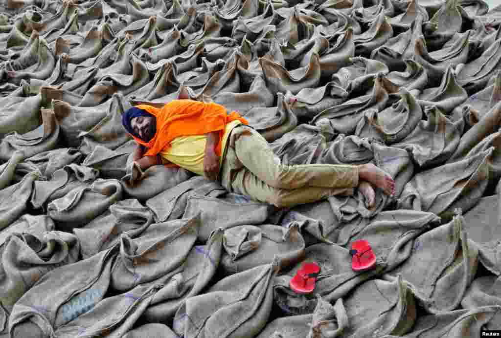 Seorang petani tidur di atas karung-karung beras di sebuah pasar di Chandigarh, India.