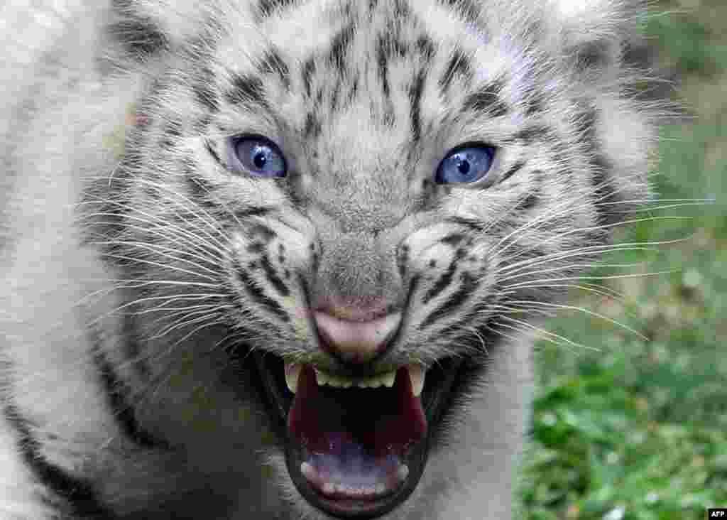 Salah satu dari empat harimau Bengal putih yang lahir di penangkaran 14 Januari 2013 lalu, mengaum selama presentasi mereka kepada publik di kebun binatang di Buenos Aires Argentina.